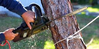 Best Tree and Shrub Care  in Soh Ogden, UT