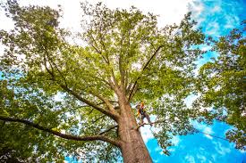 South Ogden, UT Tree Removal Company