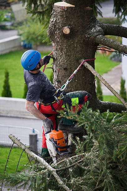 Best Leaf Removal  in Soh Ogden, UT