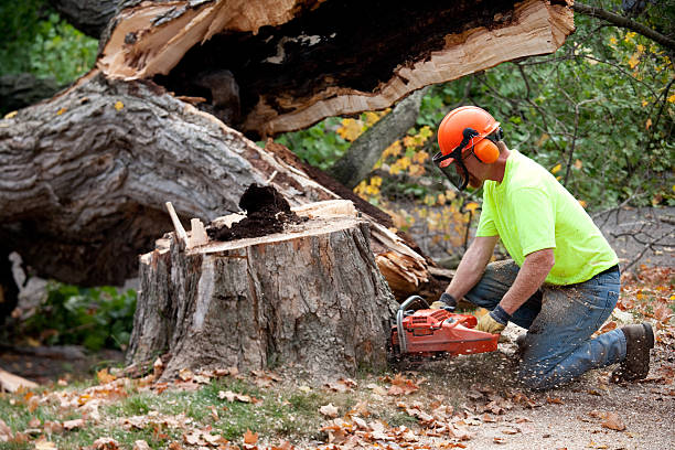 Seasonal Cleanup (Spring/Fall) in South Ogden, UT