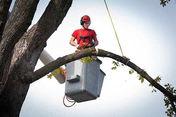 Best Hazardous Tree Removal  in Soh Ogden, UT