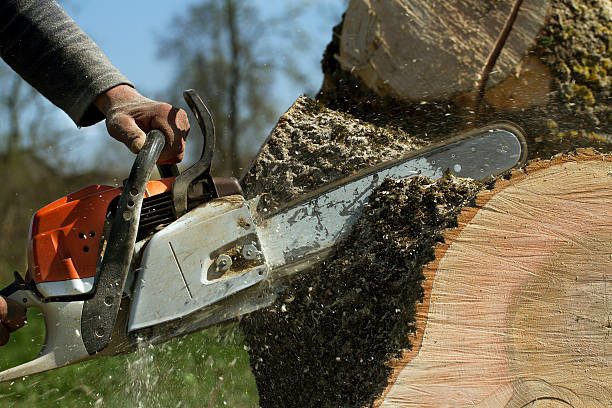  Soh Ogden, UT Tree Removal Pros